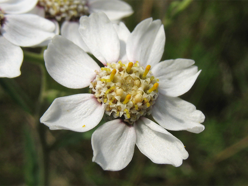 Image of Achillea ptarmica specimen.