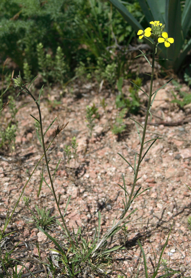 Изображение особи Erysimum canescens.