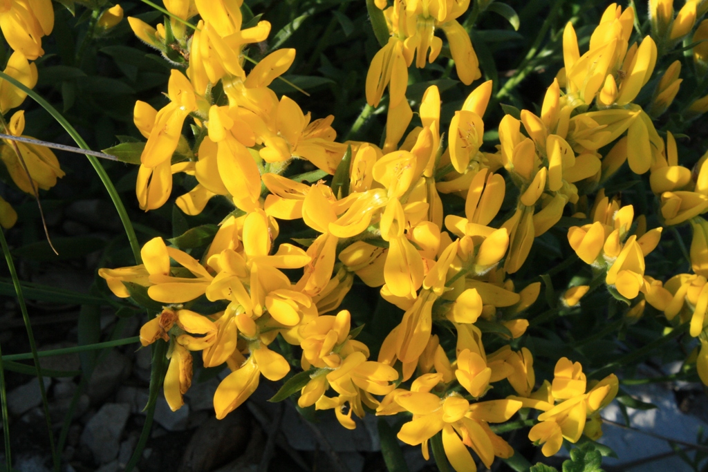 Изображение особи Genista humifusa.