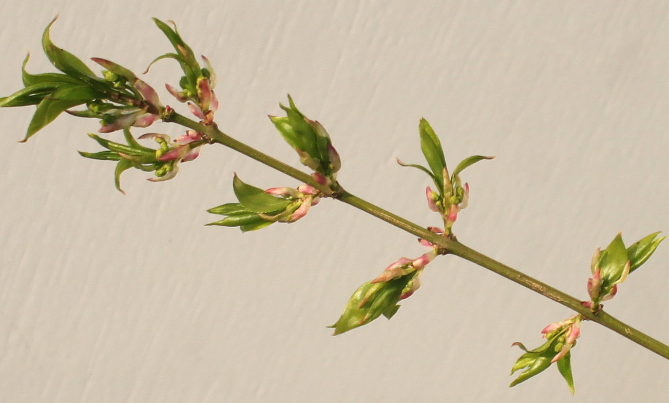 Image of Euonymus alatus specimen.