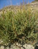 Juniperus foetidissima. Часть кроны молодого растения. Черноморское побережье Кавказа, Новороссийск, близ с. Южная Озереевка, приморский склон. 25 марта 2012 г.