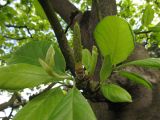 Magnolia &times; soulangeana