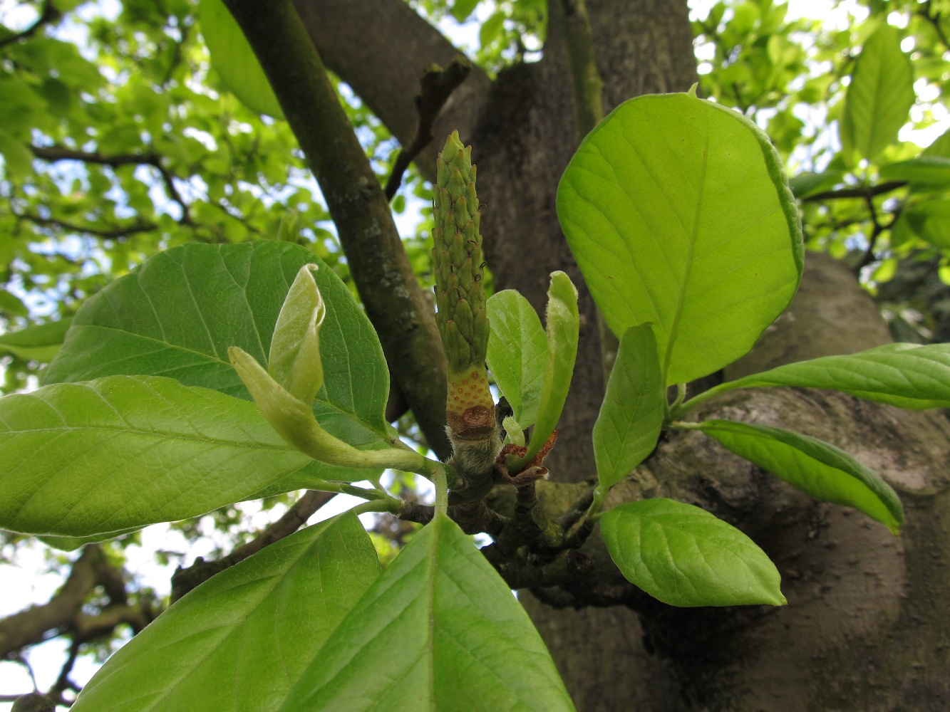 Изображение особи Magnolia &times; soulangeana.