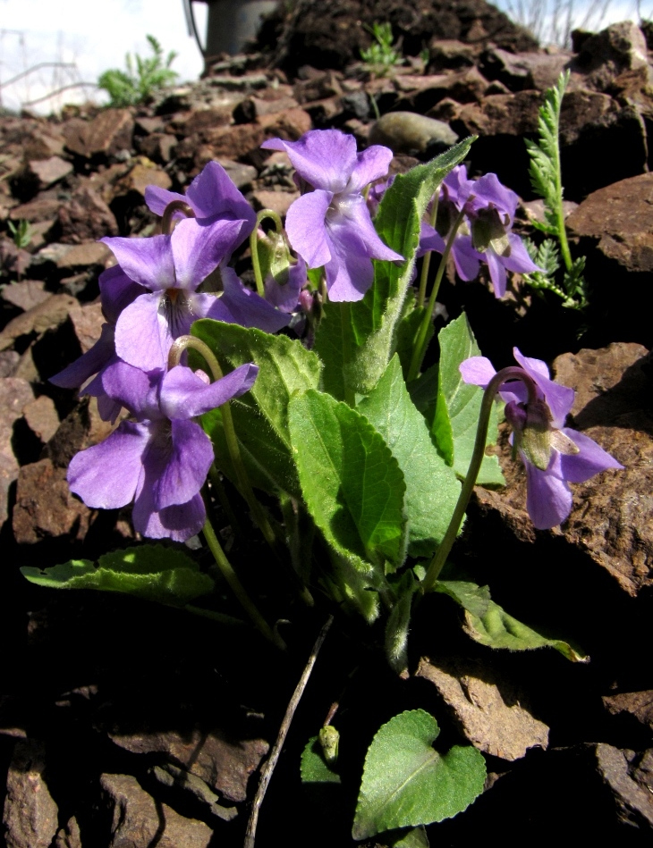 Image of Viola hirta specimen.