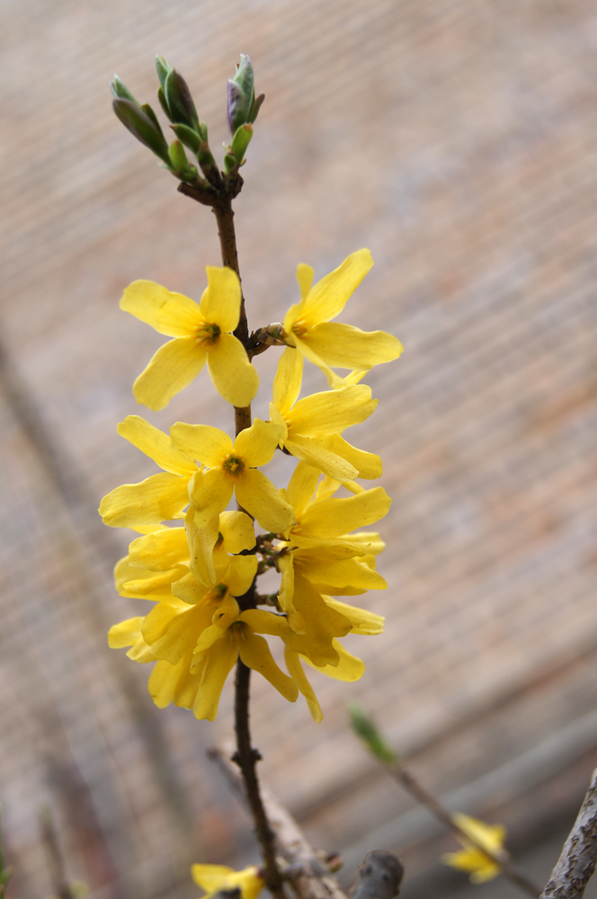 Image of Forsythia ovata specimen.