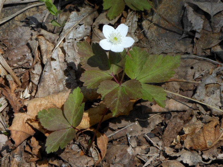 Изображение особи Anemone extremiorientalis.