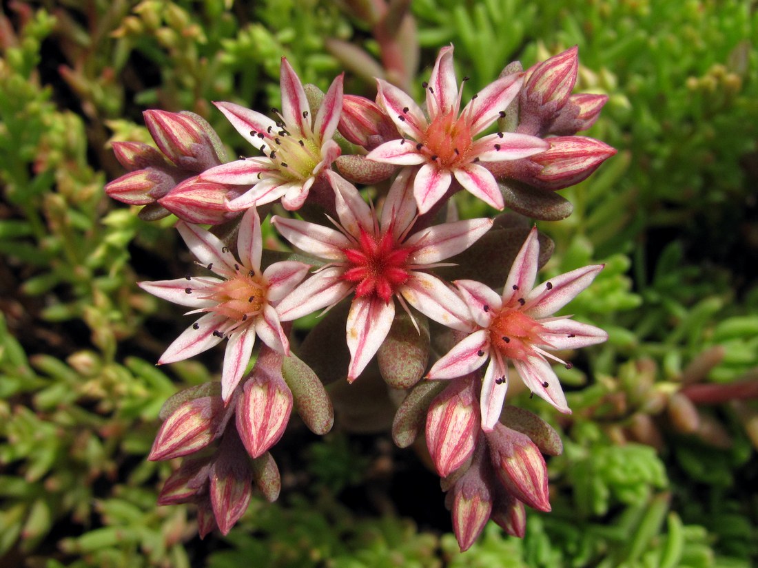 Image of Sedum hispanicum specimen.