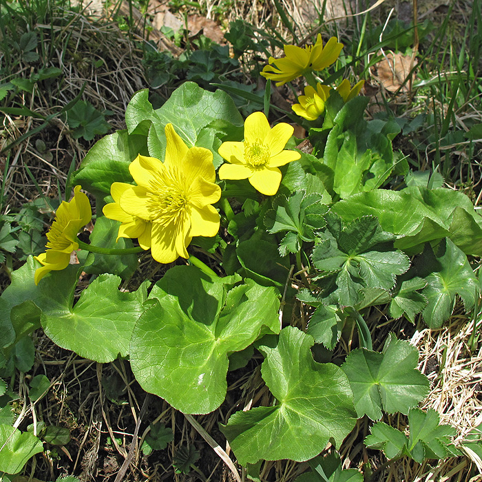 Image of Caltha polypetala specimen.