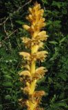 Orobanche lutea форма pallens. Верхушка соцветия. Крым, окр. с. Перевальное, урочище Аян. 10 июня 2012 г.