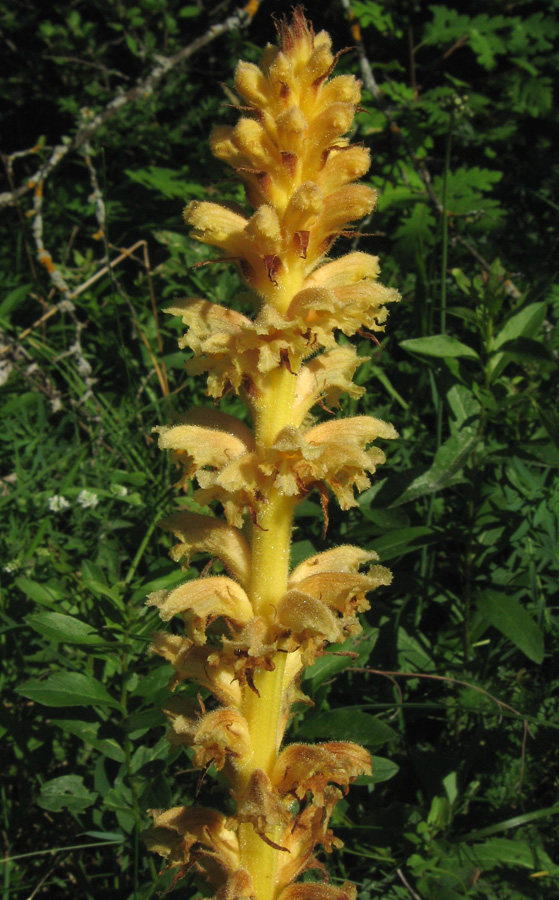 Изображение особи Orobanche lutea f. pallens.