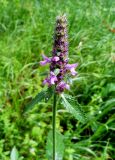 Betonica officinalis