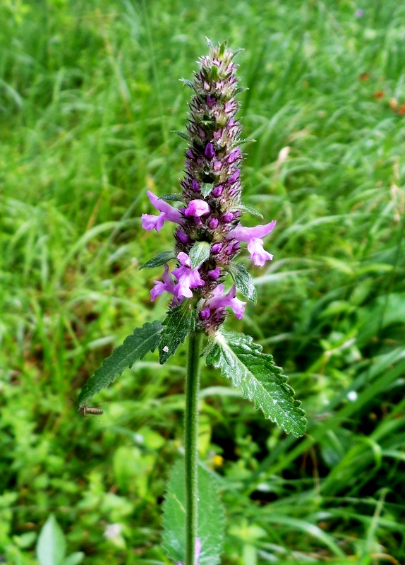 Image of Betonica officinalis specimen.