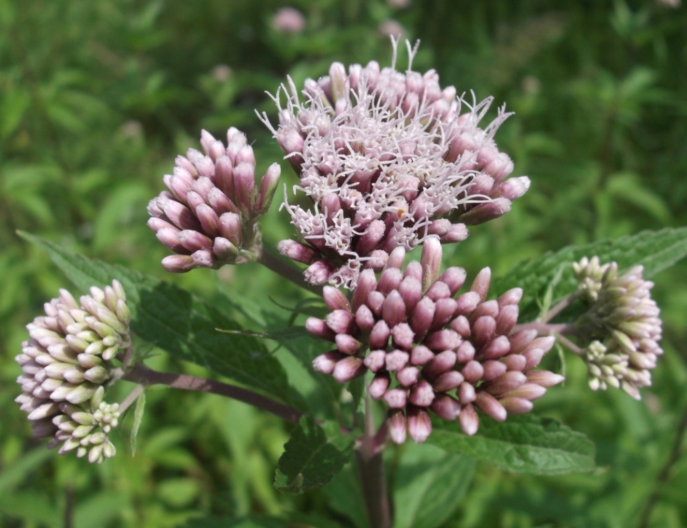 Image of Eupatorium cannabinum specimen.