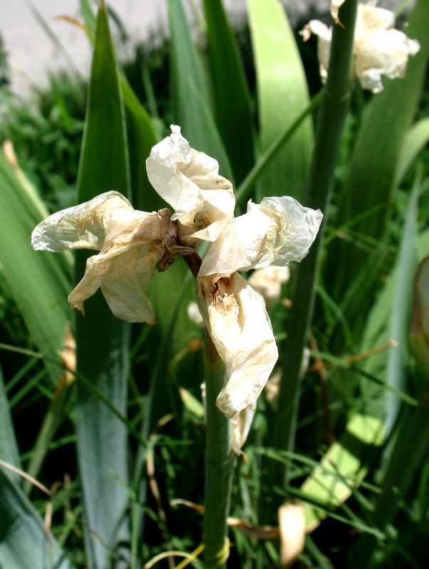 Изображение особи род Iris.