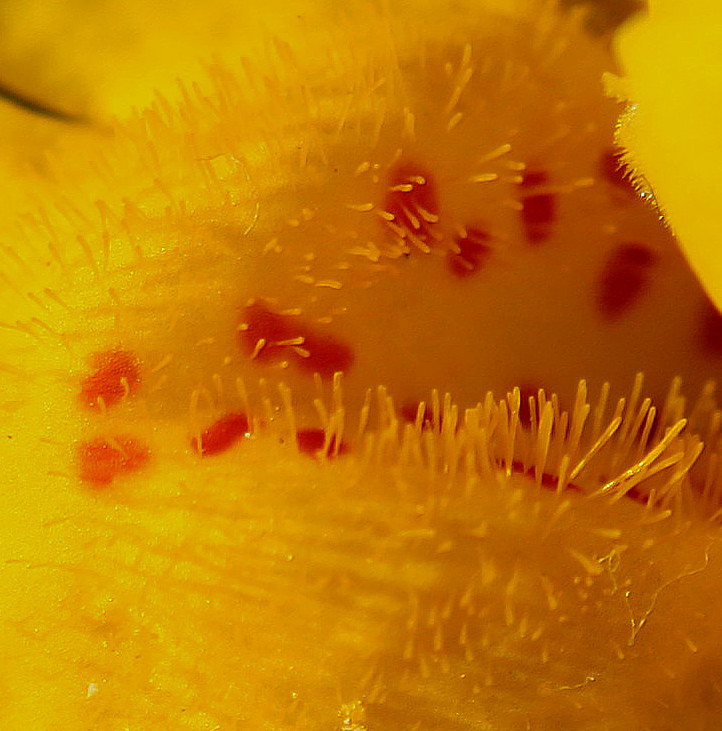 Image of Mimulus guttatus specimen.