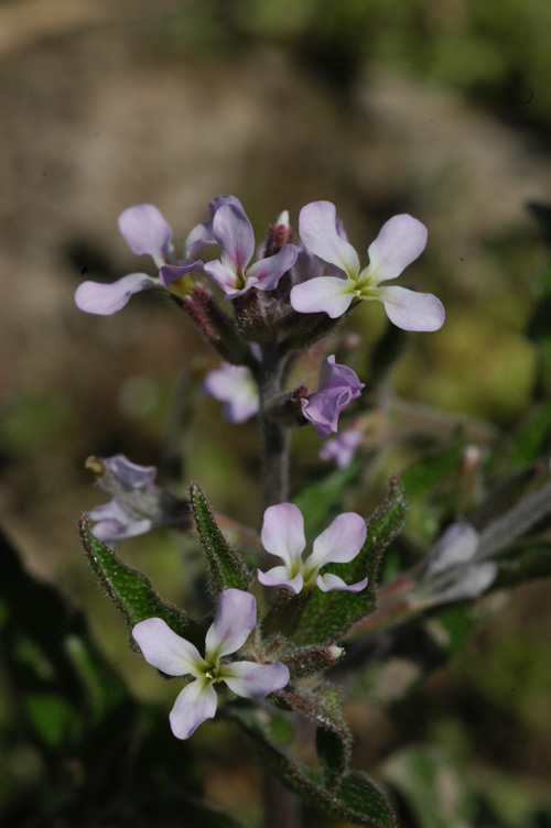 Image of genus Strigosella specimen.