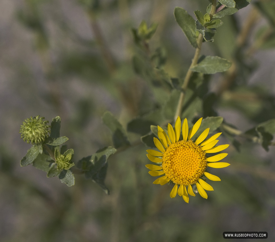 Image of Grindelia squarrosa specimen.