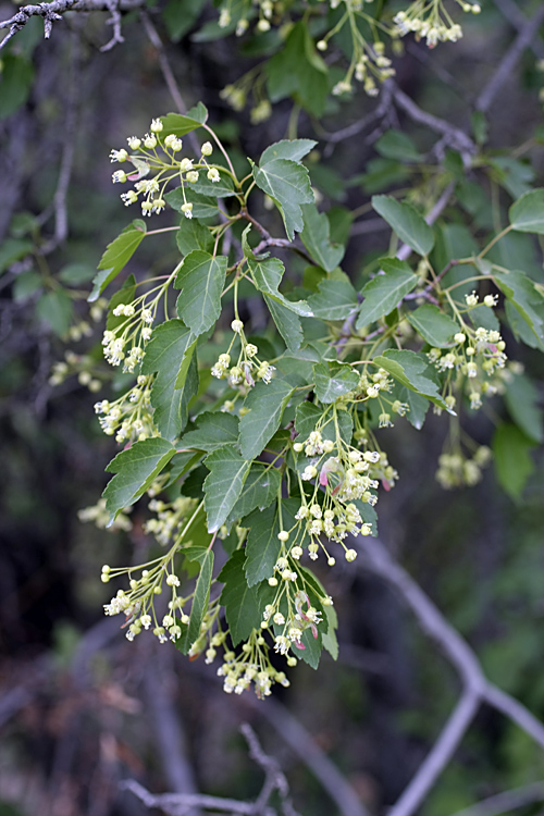 Image of Acer semenovii specimen.