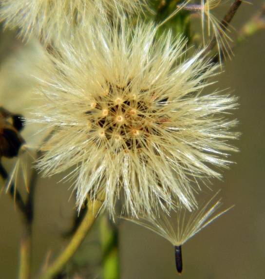 Image of Hieracium umbellatum specimen.