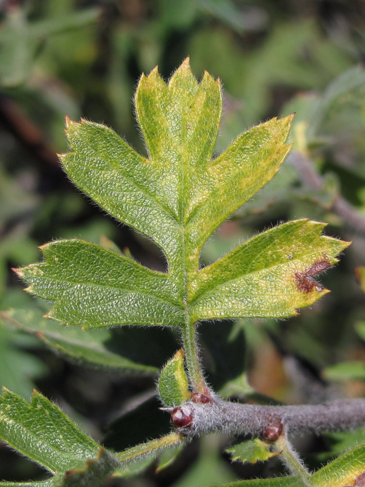 Изображение особи Crataegus &times; tournefortii.