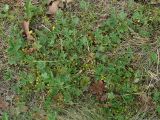 Potentilla incana