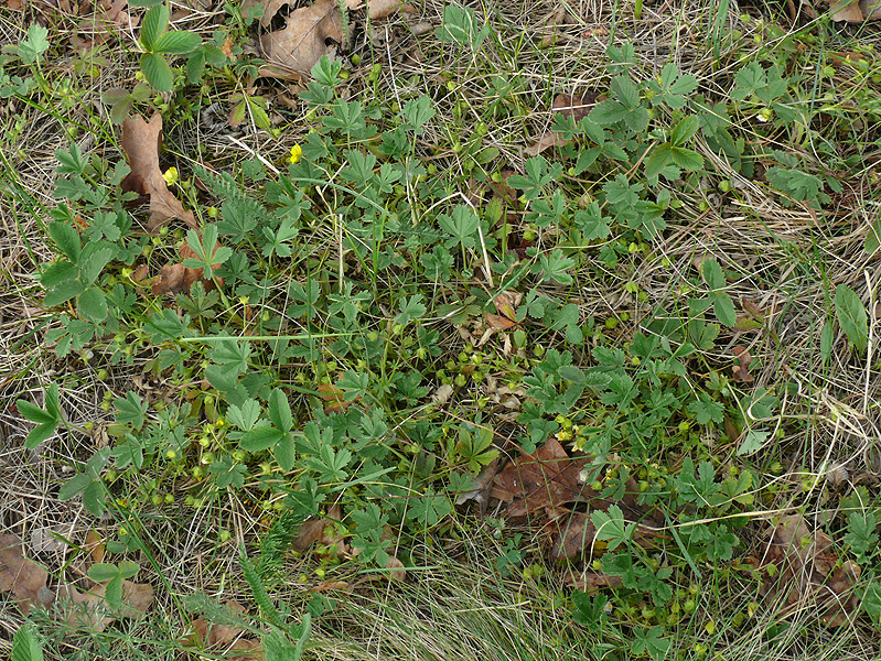 Изображение особи Potentilla incana.