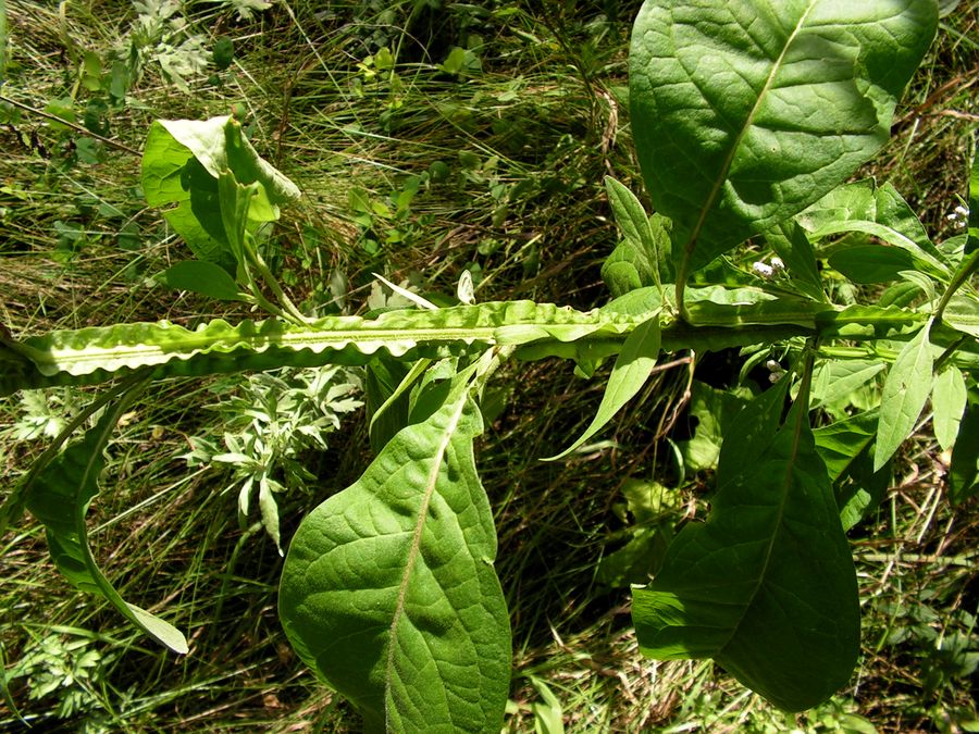 Image of Saussurea neopulchella specimen.