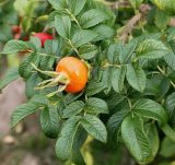 Rosa rugosa