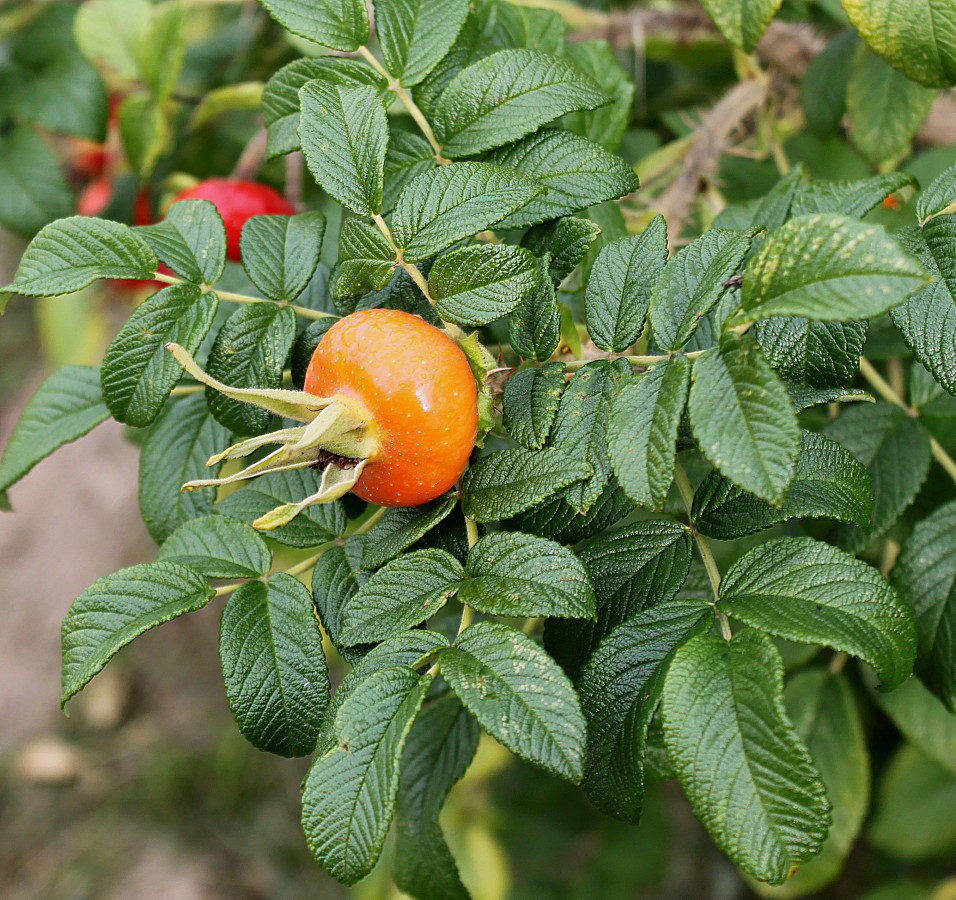 Image of Rosa rugosa specimen.