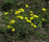 род Linum. Цветущее растение. Воронежская обл., Подгоренский р-н, окр. с. Белогорье, степной склон в долине Дона. 14.05.2012.