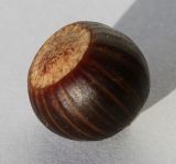 Quercus palustris. Зрелый жёлудь. Германия, г. Кемпен, в озеленении улицы. 20.11.2012.