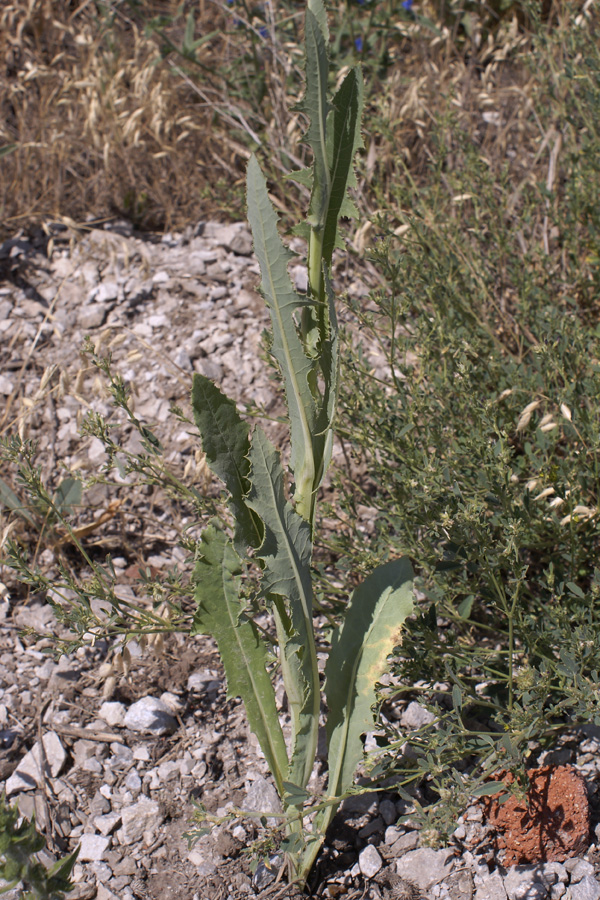 Изображение особи Sonchus arvensis.