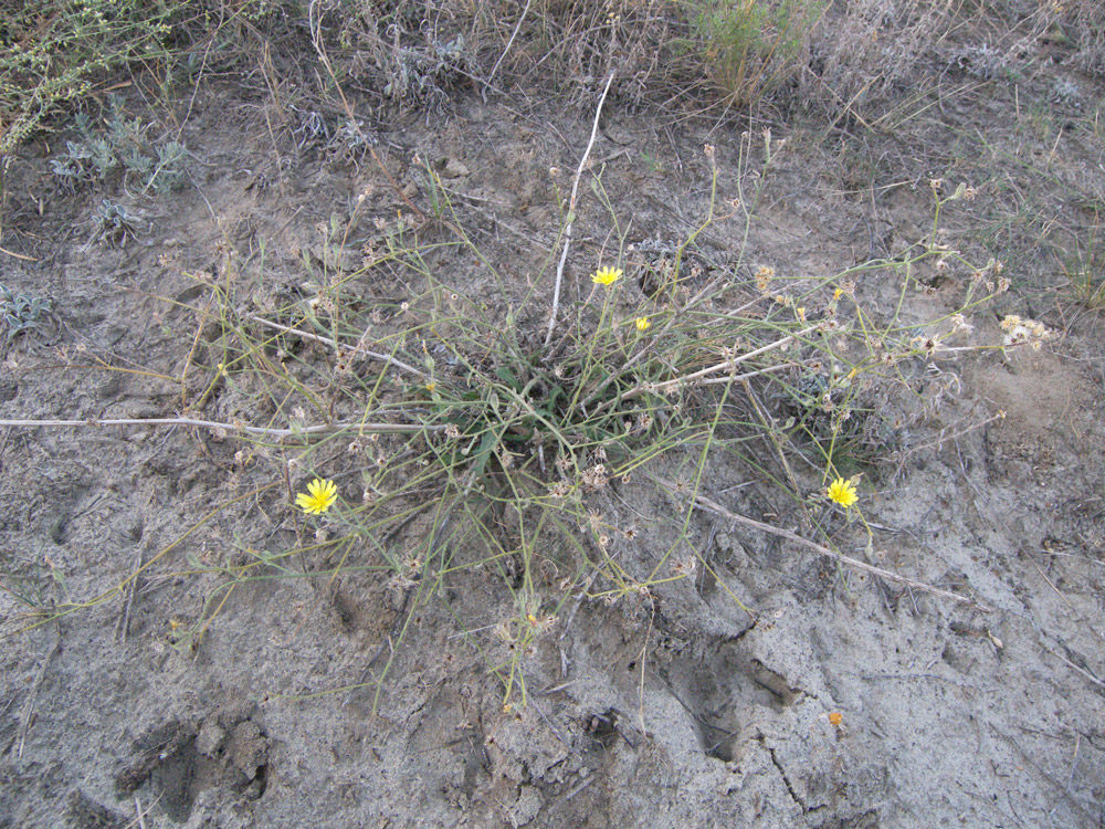 Image of Picris strigosa specimen.