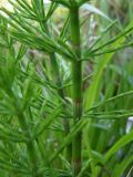 Equisetum arvense. Часть стебля. Крым, Байдарская долина. 9 мая 2009 г.