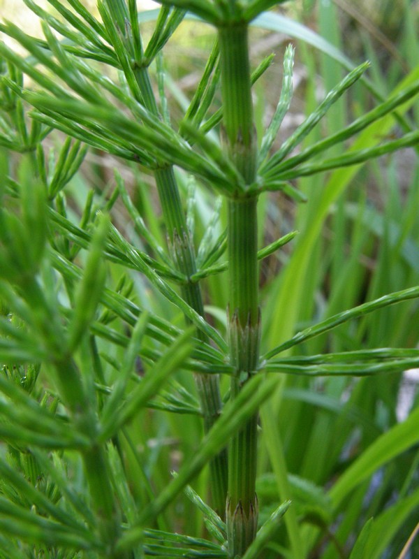 Image of Equisetum arvense specimen.