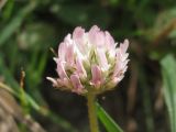 Trifolium fragiferum