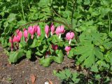 Dicentra spectabilis