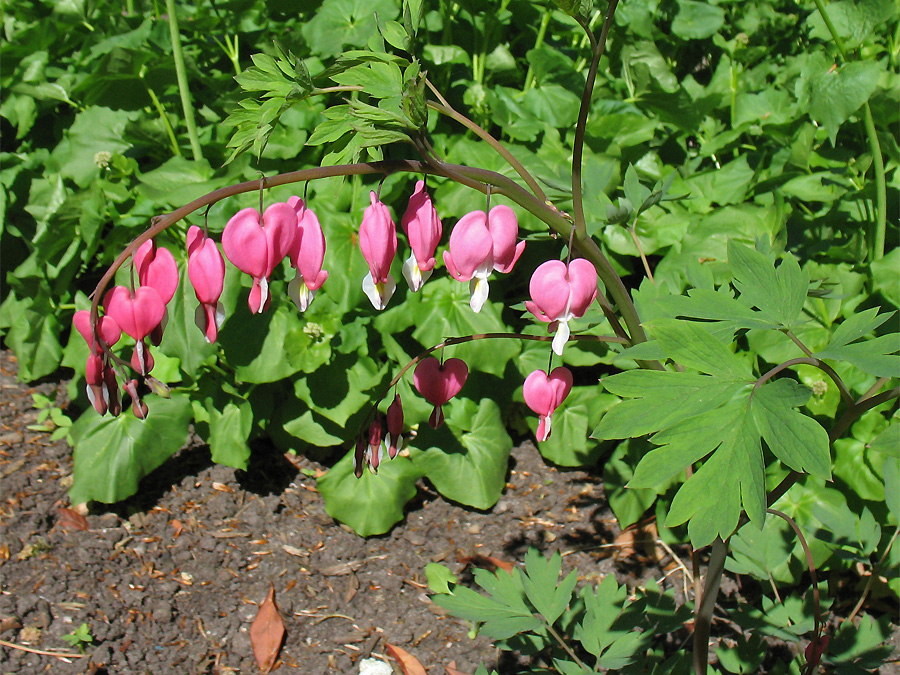 Image of Dicentra spectabilis specimen.