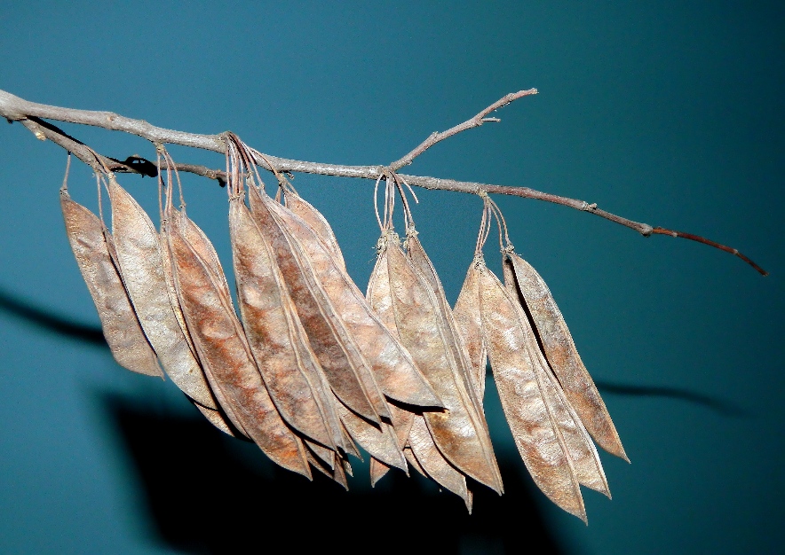 Image of genus Cercis specimen.