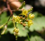 Image of taxon representative. Author is Андрей Барышенко