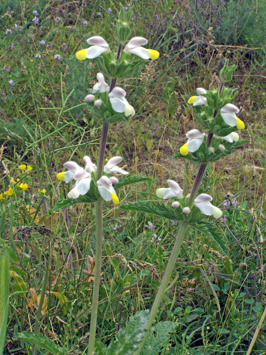 Изображение особи Phlomoides labiosa.