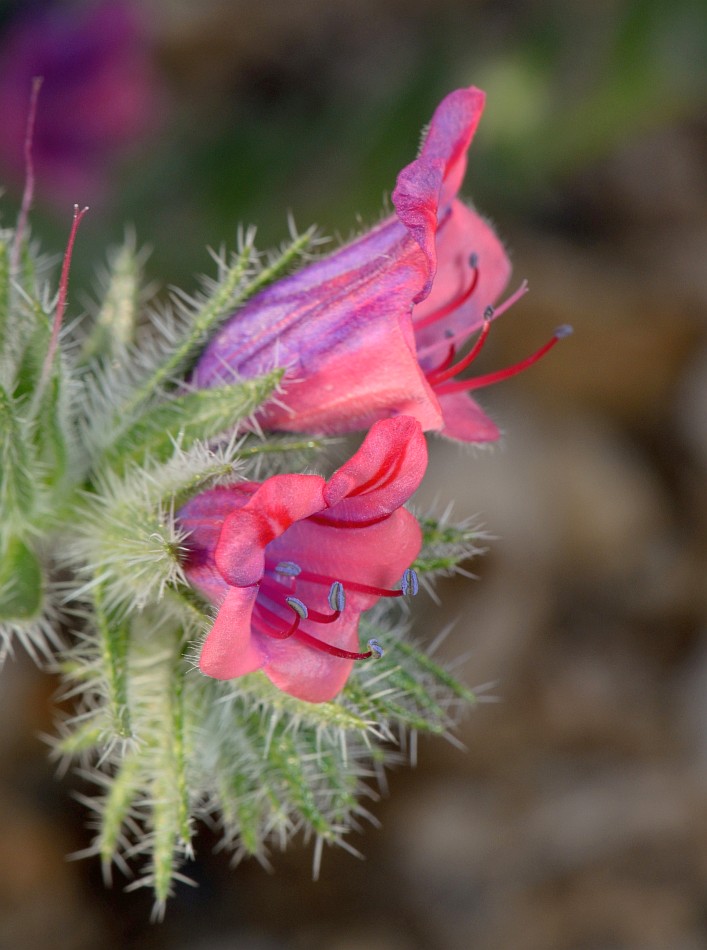 Image of Echium rauwolfii specimen.