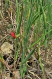 Lathyrus sphaericus