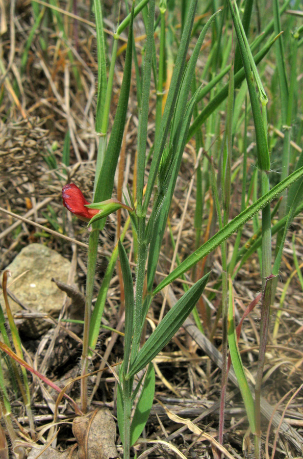 Изображение особи Lathyrus sphaericus.