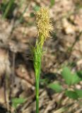 Carex michelii