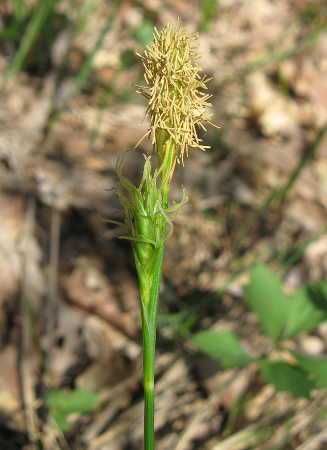 Изображение особи Carex michelii.