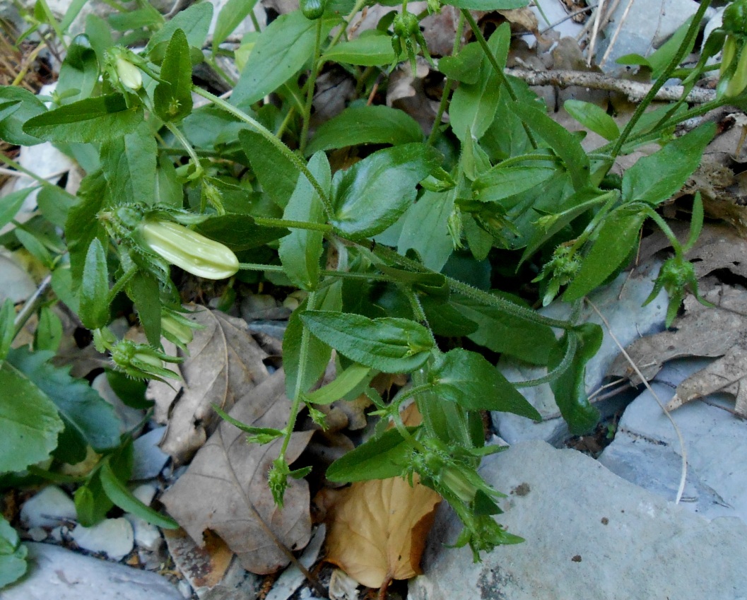 Image of Campanula longistyla specimen.