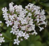 Valeriana dioscoridis