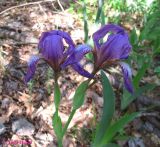 Iris hungarica