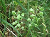 Muscari neglectum